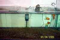 feng_shui_aquarium